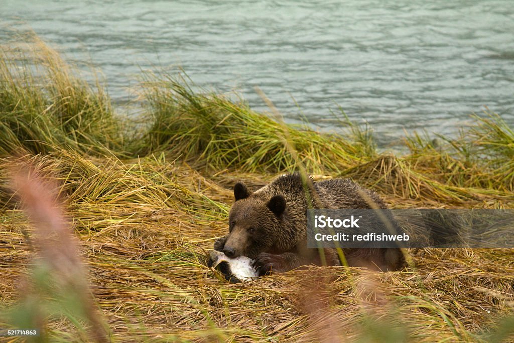 Young Alaskan Brown Bear feasting en un salmón fresco caugh - Foto de stock de Aire libre libre de derechos