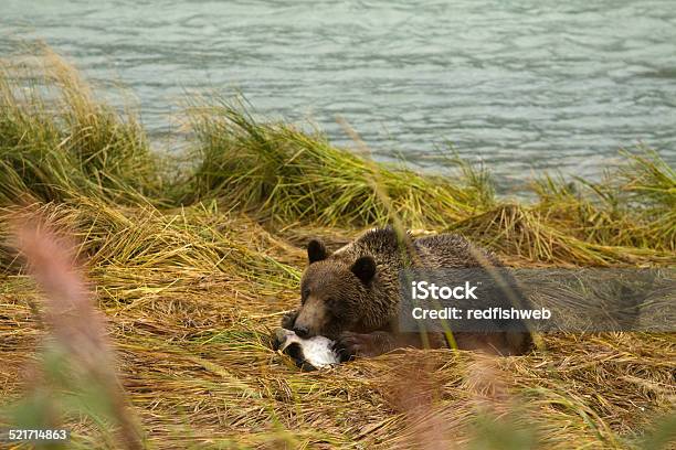 Young Alaskan Brown Bear Feasting En Un Salmón Fresco Caugh Foto de stock y más banco de imágenes de Aire libre