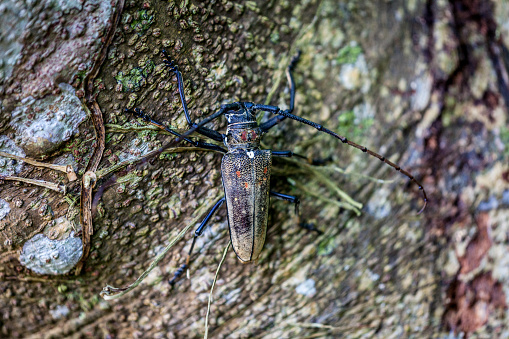 macro shot  of a beetle on a tree