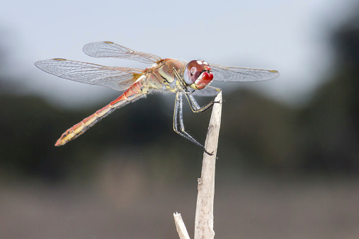 The Red-veined Dropwing, Trithemis arteriosa