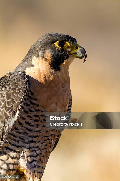 Peregrine Falcon In Autumn Setting Stock Photo - Download Image Now - Animal Wildlife, Animals Hunting, Animals In The Wild