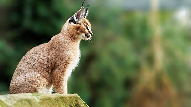 Young caracal (Caracal caracal) sitting and seen from the side stock photo