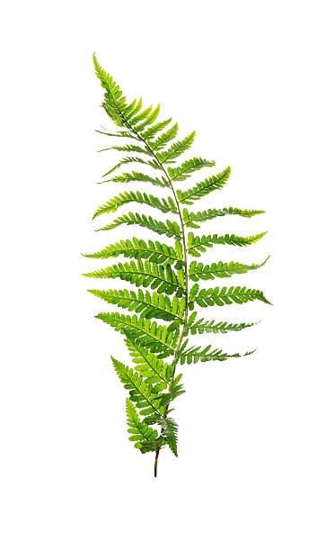 istock Leaf of fern, isolated on white background 521725077