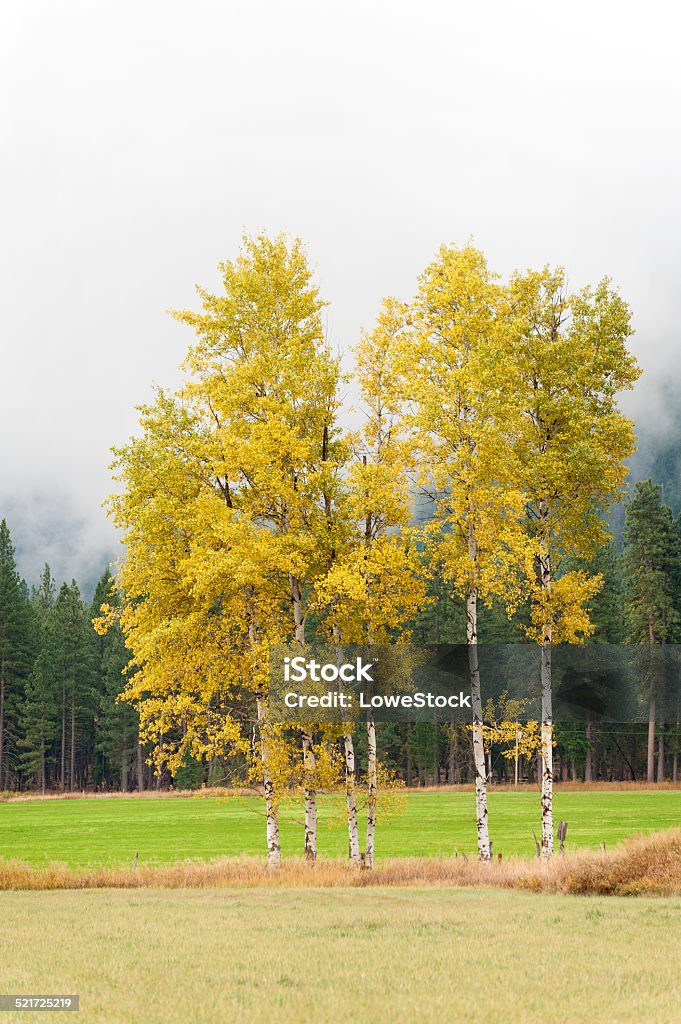 Aspen Trees in Full Color October is the best time to view the extraordinary color of the Aspen and Cottonwood trees in the historic Methow Valley of eastern Washington state. Aspen Tree Stock Photo