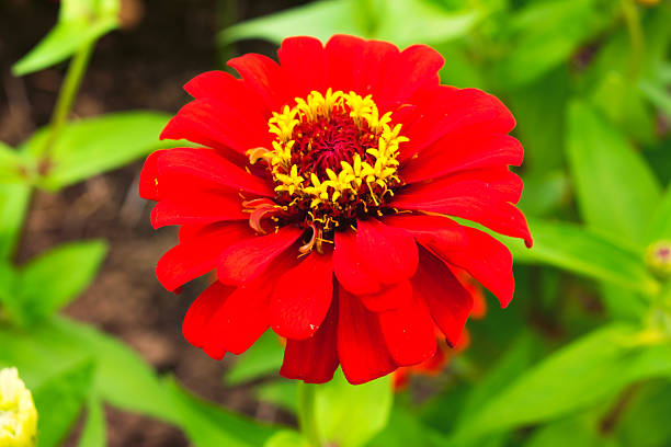 istock Shine red zinnia flower 521725395