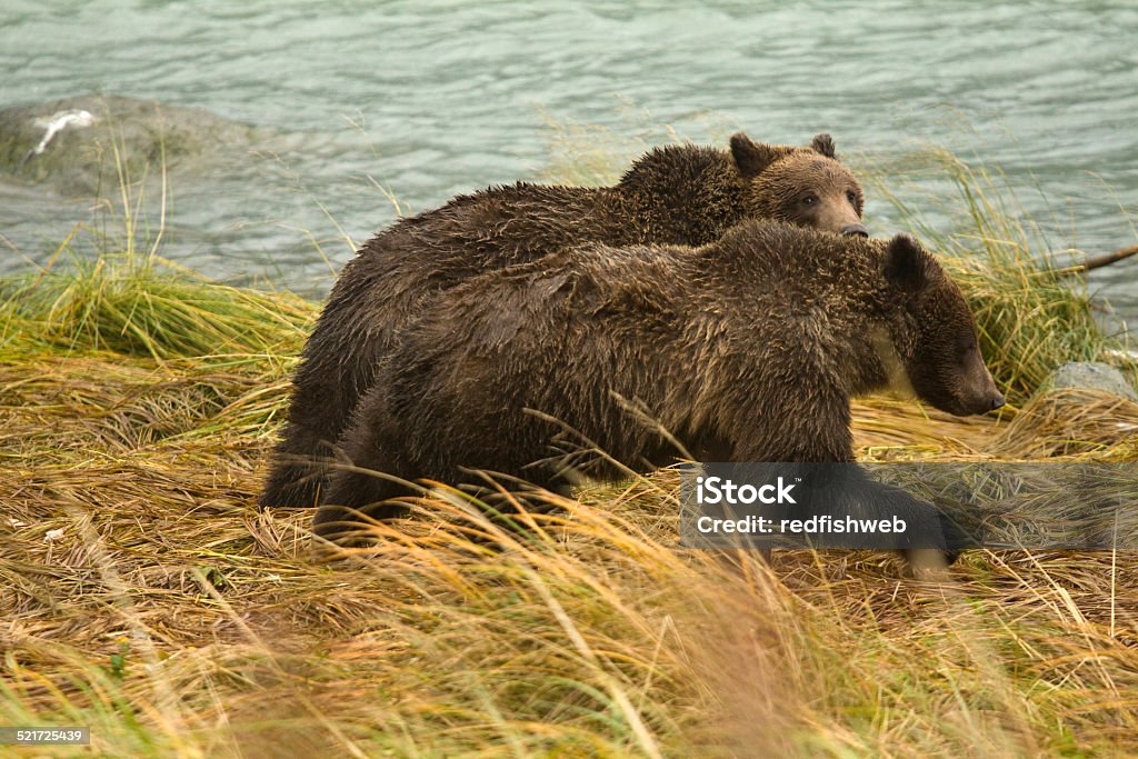 Alaskan Brown Bear dos hermanos jugar lucha, Alaska - Foto de stock de Aire libre libre de derechos