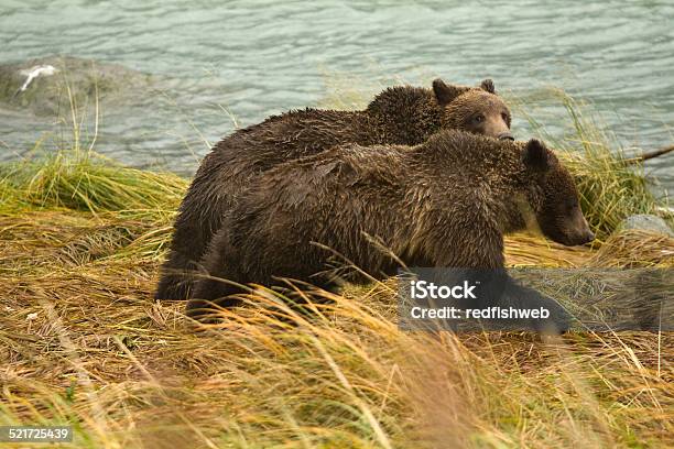 Alaskan Brown Bear Dos Hermanos Jugar Lucha Alaska Foto de stock y más banco de imágenes de Aire libre