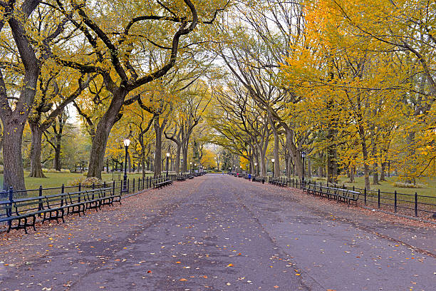 istock Autumn Color: Fall Foliage in Central Park, Manhattan New York 521725459