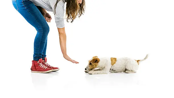 Young woman training cute parson russell terrier dog isolated on white background