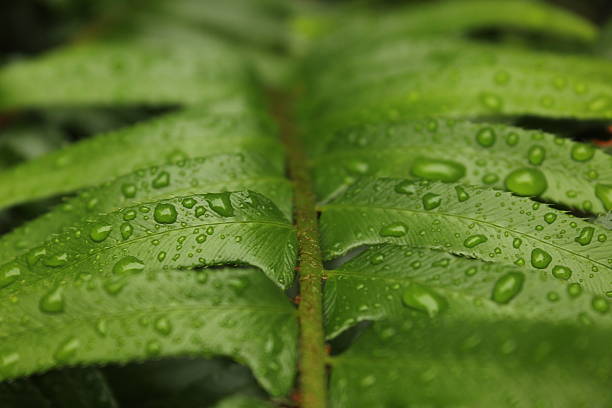 istock Water Dropets on Sword Fern Frond 521726203