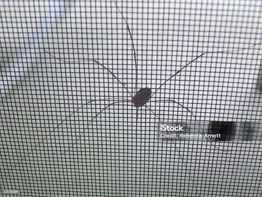 Window Spider Screen Large Black Spider On A Window Screen Stock Photo - Download Image Now ...