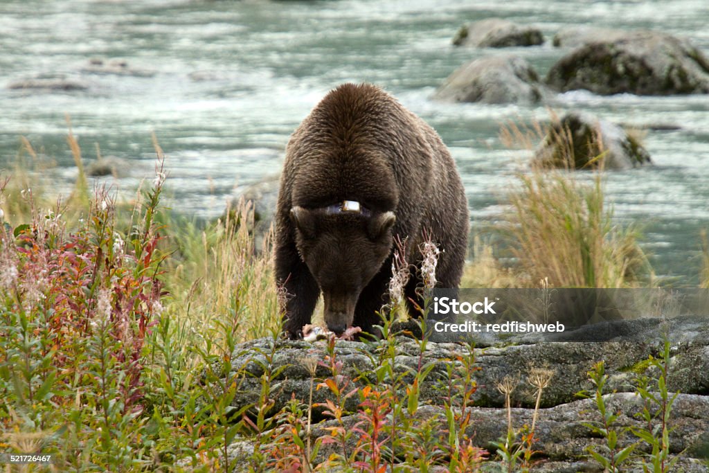 Young Alaskan Brown Bear aprender a disfrutar de salmón - Foto de stock de Aire libre libre de derechos