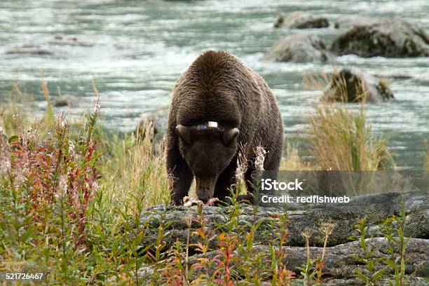 Young Alaskan Brown Bear Aprender A Disfrutar De Salmón Foto de stock y más banco de imágenes de Aire libre