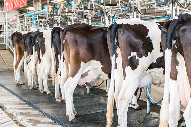istock bottom dairy cow standing in farm cows 521726817
