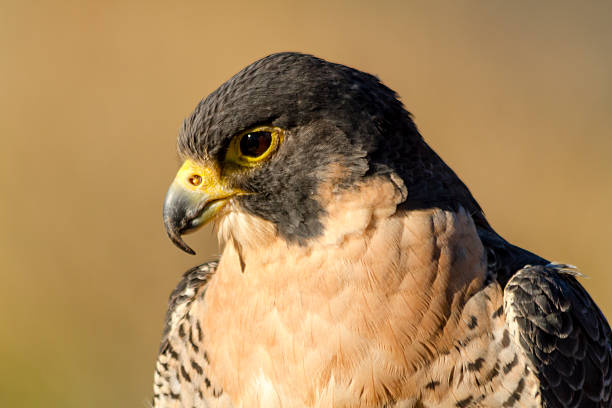 istock Peregrine Falcon in Autumn Setting 521727211