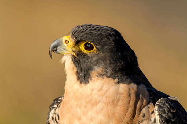 istock Peregrine Falcon in Autumn Setting 521727221