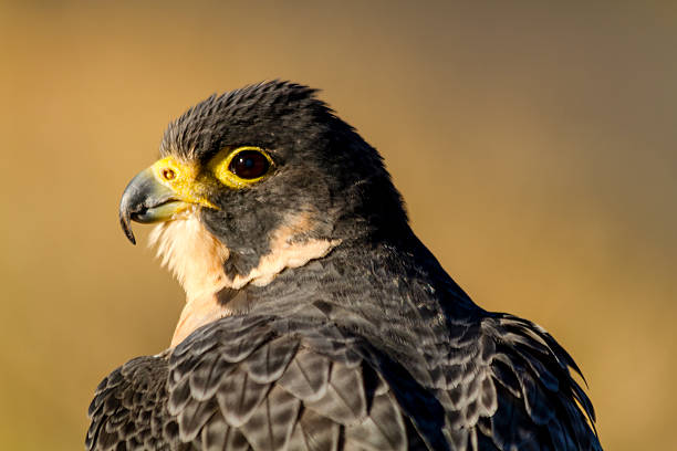istock Peregrine Falcon in Autumn Setting 521727253