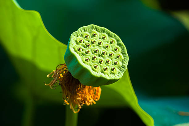 istock Fruit of the lotus 521727257