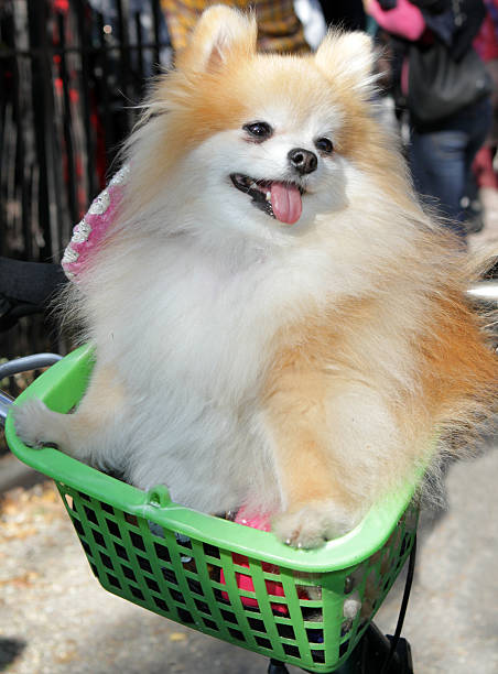 istock Pomeranian in a Basket 521727291