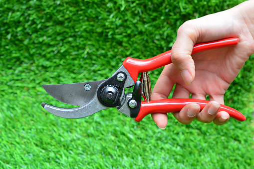 Hand with Red garden secateurs.