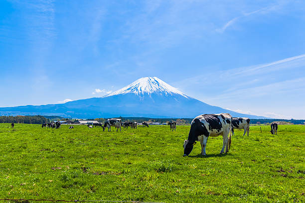 istock Cattle grazing in Asagirikogen to Mount Fuji views 521728071