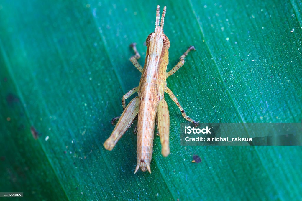 Grasshopper perching on a leaf insect on leaf, Grasshopper perching on a leaf Animal Wildlife Stock Photo