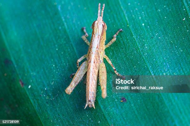 Grasshopper Perching On A Leaf Stock Photo - Download Image Now - Animal Wildlife, Close-up, Grass