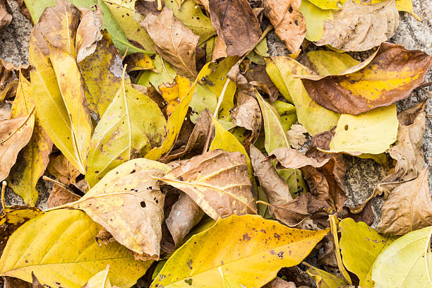 istock Dried leaves on the ground 521728451