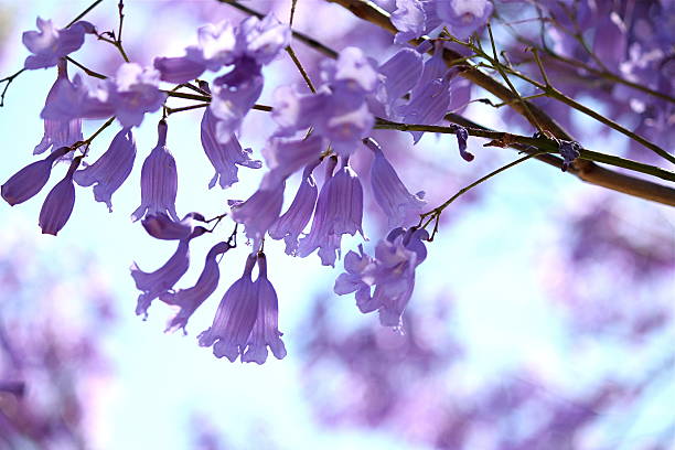 Jacaranda stock photo