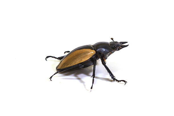 istock insect, beetle, bug, in genus Odontolabis 521728641