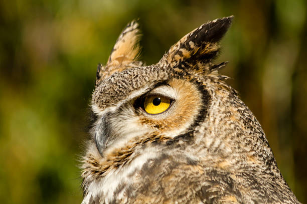 istock Great Horned Owl in Autumn Setting 521728911