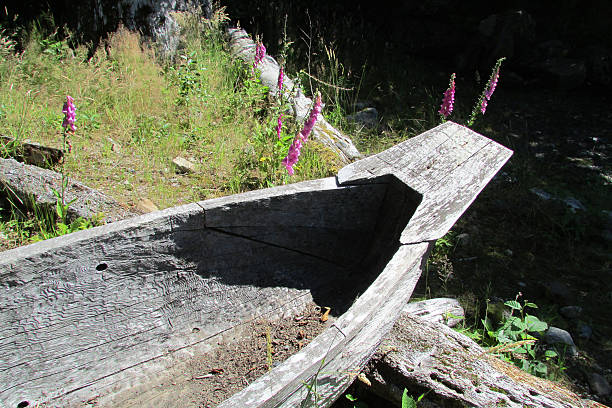 Old wooden dugout canoe decaying in the woods with foxglove blooming around it