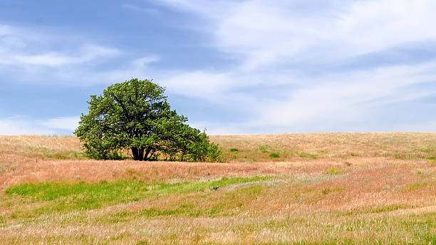 istock Lonely tree in the Volga steppes 521729569