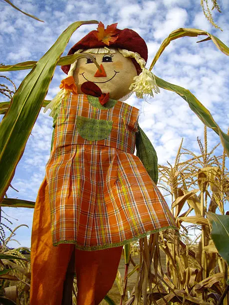 Colorful Harvest Scarecrow in corn rows