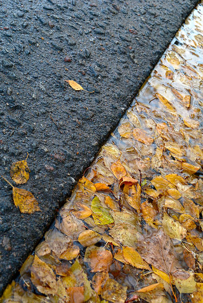 istock Yellow birch leaves in puddle near road 521740035