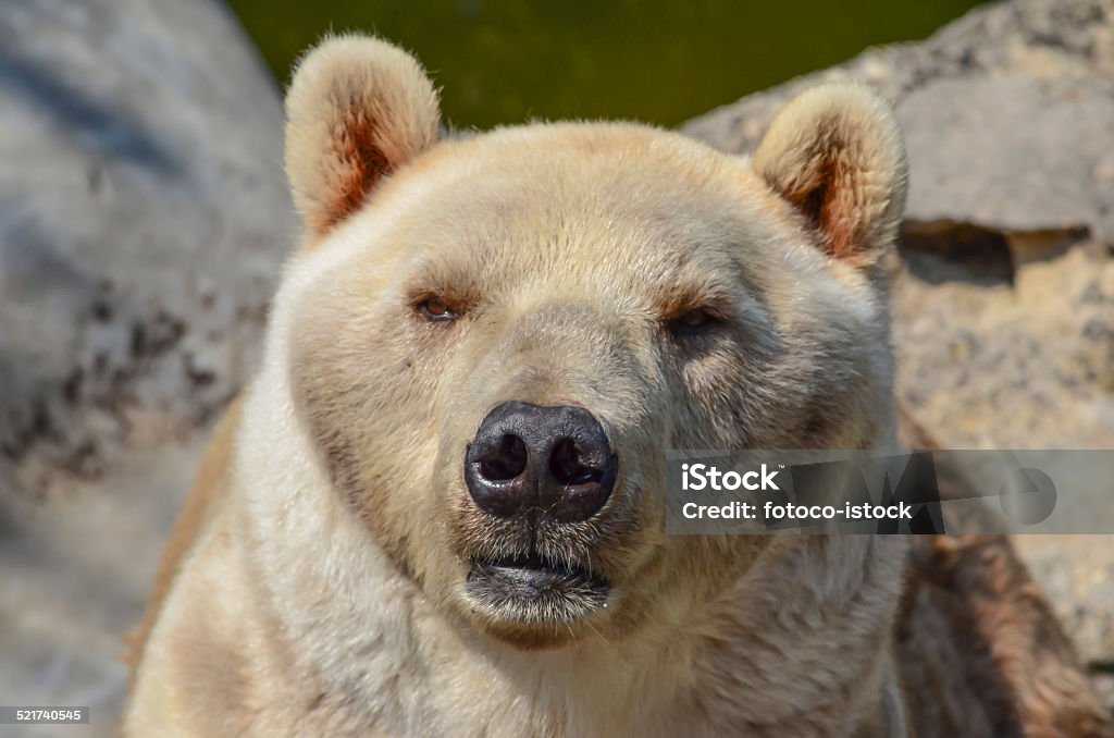oso - Foto de stock de Alaska - Estado de los EE. UU. libre de derechos