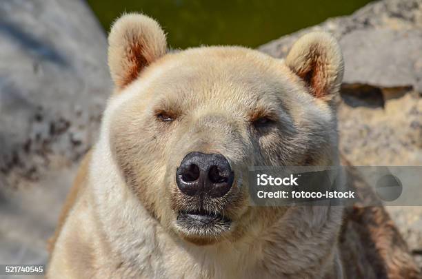 Oso Foto de stock y más banco de imágenes de Alaska - Estado de los EE. UU. - Alaska - Estado de los EE. UU., Almohadillas - Pata de animal, Animal