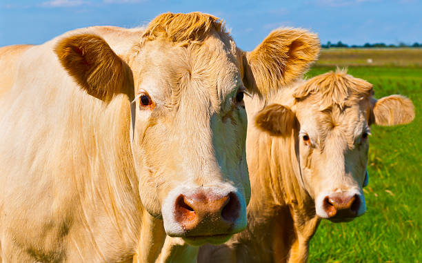 istock Portrait of two light brown cows in a Dutch meadow 521740933