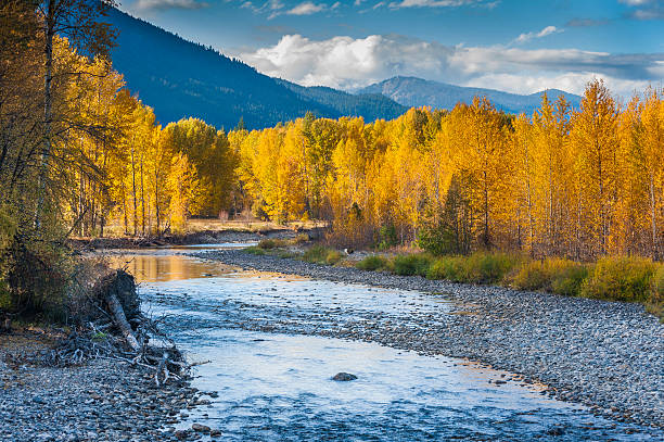 methow river. - poplar tree leaf green tree zdjęcia i obrazy z banku zdjęć