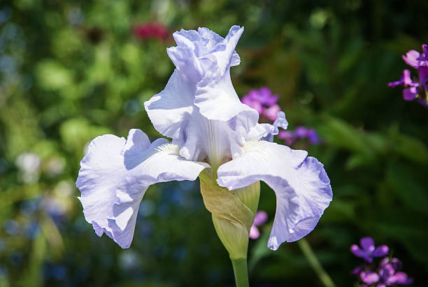 istock Spring flowers, Giverny, France 521741627