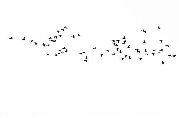 istock Flock of Ducks Silhouetted Against a White Background 521741751