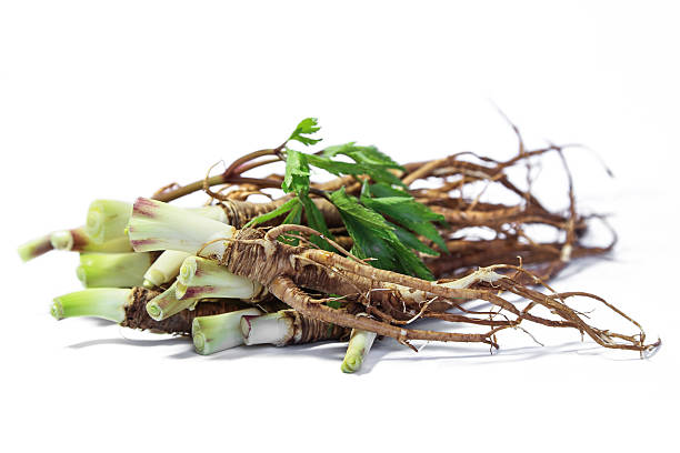 fresh dong quai ou feminino ginseng raiz, medicina chinesa de ervas. - ginseng isolated root herbal medicine - fotografias e filmes do acervo