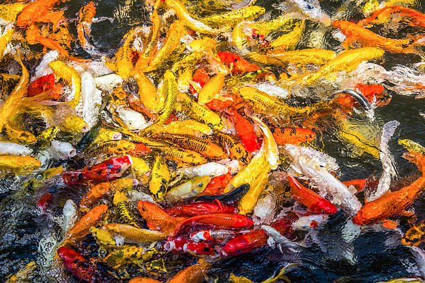 istock Koi fish colorful swim on the pond, soft focus 521743451