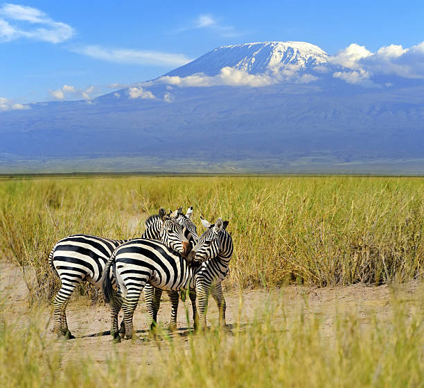 istock Zebra on the background of Mount Kilimanjaro 521743561