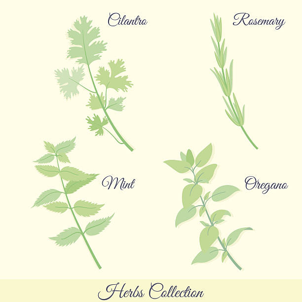 Kitchen herbs collection. Cilantro, rosemary, mint, oregano. vector art illustration