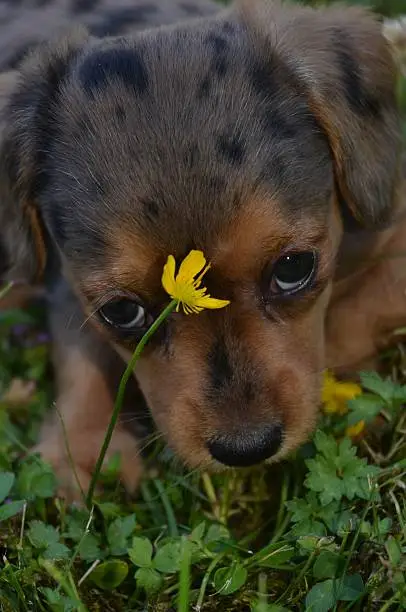 Photo of Dorkie Puppy