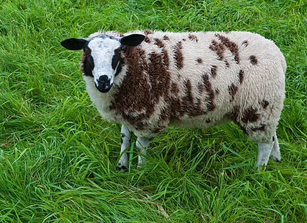 One spotted brown and white sheep in Dutch grassland