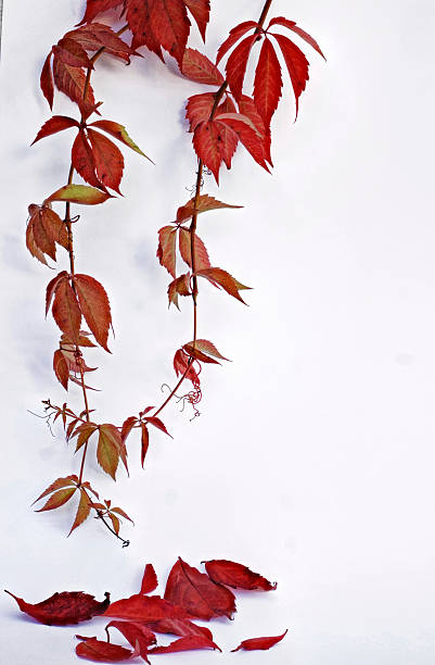 istock hanging plant with red leaves in autumn 521746003