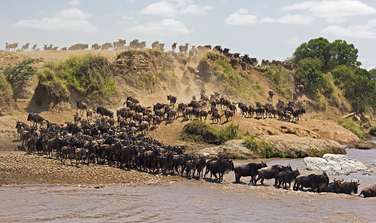 Wide angle of a relaxed crossing of the mara river during the great wildebeest migration - Masai Mara, Kenya