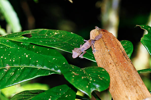 istock Satanic Leaf-tailed Gecko (Uroplatus phantasticus) in Ranomafana 521746115